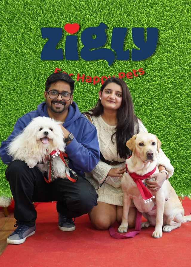 Zigly Donates Used Pet Accessories to Help Homeless Animals